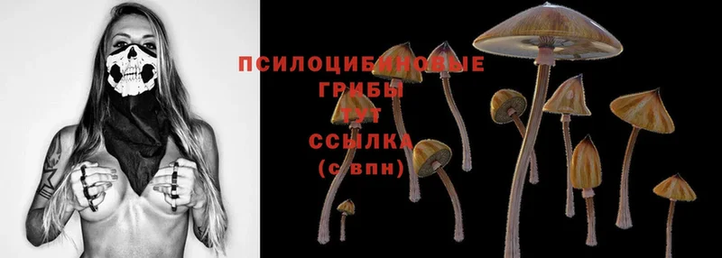 darknet как зайти  Королёв  Псилоцибиновые грибы Psilocybe 